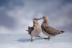 Affection Prints: Great skuas (Stercorarius skua) pair interacting on snow against a stormy sky, Antarctica