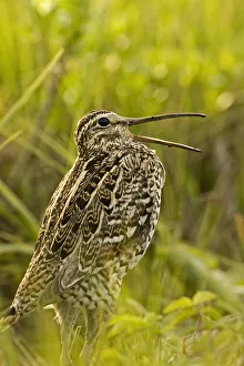 Images Dated 15th May 2009: Great snipe (Gallinago media) calling, Matsalu National Park, Estonia, May 2009. WWE BOOK