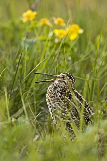 Images Dated 15th May 2009: Great snipe (Gallinago media) calling, Matsalu National Park, Estonia, May 2009