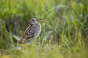 Images Dated 15th May 2009: Great snipe (Gallinago media) calling, Matsalu National Park, Estonia, May 2009