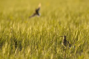 Images Dated 12th May 2009: Great snipe (Gallinago media) in grassland, Matsalu National Park, Estonia, May 2009