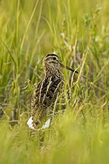 Images Dated 15th May 2009: Great snipe (Gallinago media) in long grass, Matsalu National Park, Estonia, May 2009