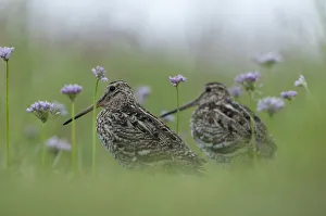 Images Dated 19th June 2009: Two Great snipe (Gallinago media) near the Prypiat river, Belarus, June 2009
