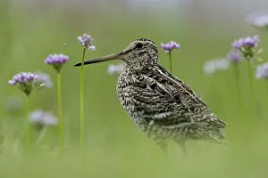 Images Dated 19th June 2009: Great snipe (Gallinago media) near the Prypiat river, Belarus, June 2009