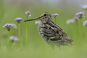 Images Dated 19th June 2009: Great snipe (Gallinago media) near the Prypiat river, Belarus, June 2009