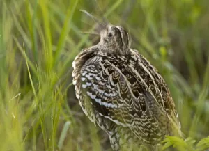Waders Prints: Great snipe (Gallinago media) shaking head calling, Matsalu National Park, Estonia