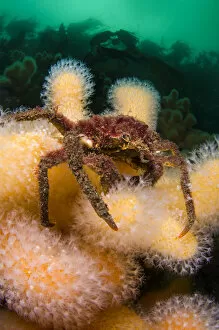 Anthozoans Gallery: Great spider crab (Hyas araneus) on Deadmans fingers (Alcyonium digitatum) coral