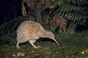 Great Spotted Kiwi (Apteryx haastii) foraging in rainforest habitat at night, NW Nelson
