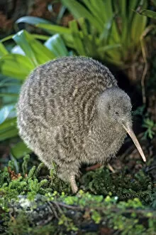 July 2021 Highlights Gallery: Great spotted kiwi (Apteryx haastii) Captive, Otorohanga Breeding Facility, New Zealand