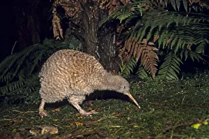 Apterygiformes Prints: Great Spotted Kiwi (Apteryx hstii) foraging in rainforest habitat at night, NW Nelson