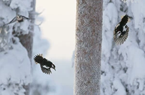 2018 August Highlights Gallery: Great spotted woodpecker (Dendrocopos major) two flying in snowy woodland, , Kuusamo