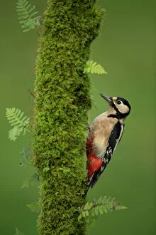 Great spotted woodpecker (Dendrocopos major), Scotland, November