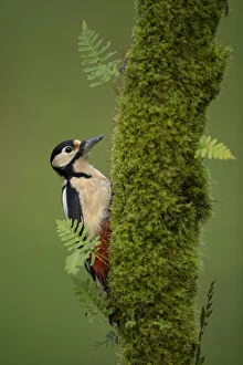 Great spotted woodpecker (Dendrocopos major), Scotland, November