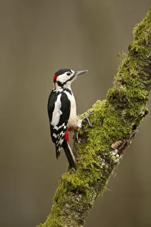 Images Dated 6th March 2012: Great Spotted Woodpecker (Dendrocopos major). Scotland, UK, March