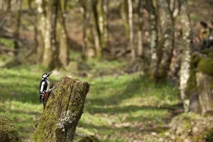 Great spotted woodpecker (Dendrocopos major) in woodland setting. Scotland, UK, March
