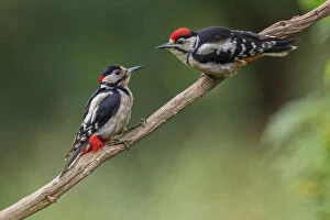 2019 July Highlights Gallery: Great Spotted Woodpecker (Dendrocopos major) adult male feeding young, Oisterwijk