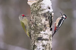 2020 February Highlights Gallery: Great spotted woodpecker (Dendrocopos major) and Grey headed woodpecker (Picus canus)