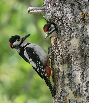2020 May Highlights Collection: Great spotted woodpecker (Dendrocopos major), male feeding juvenile in nest, Finland