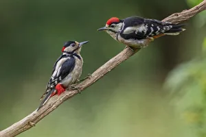 Great Spotted Woodpecker (Dendrocopos major) adult male feeding young, Oisterwijk
