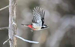 Woodpecker Prints: Great spotted woodpecker (Dendrocopos major) female, in flight, Finland. February