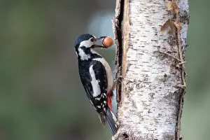 Bretagne Prints: Great spotted woodpecker (Dendrocopos major) female