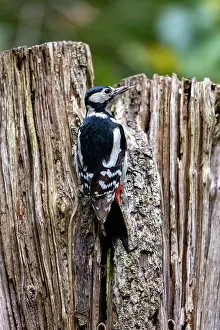 France Prints: Great spotted woodpecker (Dendrocopos major) female