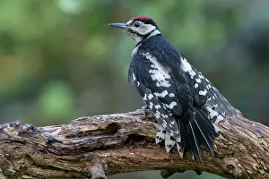 Brasschaat Prints: Great spotted woodpecker (Dendrocopos major) juvenile