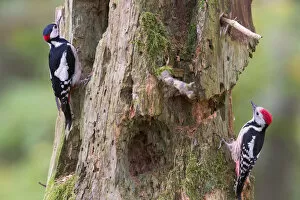 2020 February Highlights Gallery: Great spotted woodpecker (Dendrocopos major) left, and Middle spotted woodpecker