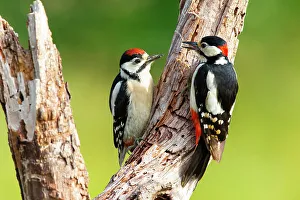 Woodpecker Prints: Great spotted woodpecker (Dendrocopos major) male parent feeding juvenile. Germany. June