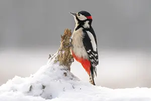 Great spotted woodpecker (Dendrocopos major) perched on a branch sticking out of snow, Bialowieza Forest UNESCO World Heritage Site, Poland. December