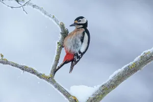 Christmas Prints: Great spotted woodpecker (Dendrocopos major) perched on a snow-covered branch
