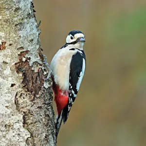 Woodpecker Prints: Great spotted woodpecker (Dendrocopos major) perched on tree trunk, Denmark. December