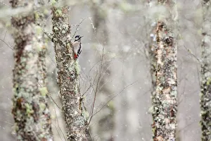 Great spotted woodpecker (Dendrocopos major) in snowfall, Aviemore, Highlands, Scotland