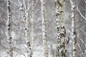 Images Dated 7th April 2013: Great spotted woodpecker (Dendrocopus major) in birch forest, Cairngorms National Park
