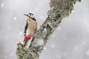Images Dated 18th February 2012: Great Spotted Woodpecker (Dendrocopus major) in snowfall. Cairngorms National Park