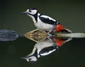 Images Dated 14th May 2008: Great Spotted Woodpecker (Dendrocopus major) at water, Pusztaszer, Hungary, May 2008