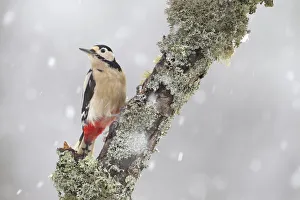 Great Spotted Woodpecker (Dendrocopus major) in snowfall. Cairngorms National Park