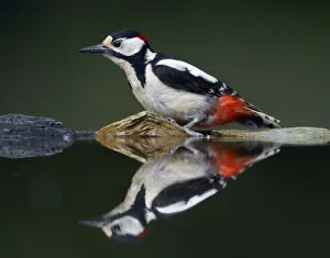 Great Spotted Woodpecker (Dendrocopus major) at water, Pusztaszer, Hungary, May 2008