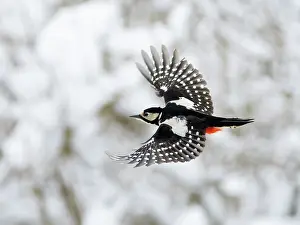 Woodpecker Prints: Great spotted woodpecker (Picoides major) female