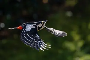 Woodpecker Prints: Great spotted woodpecker (Picoides major) female in flight, Bavaria, Germany. February