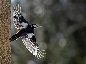 Woodpecker Prints: Great spotted woodpecker (Picoides major) female in flight, Bavaria, Germany. January