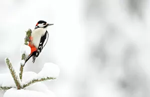 Snow Gallery: Great Spotted Woodpecker in snow (Dendrocopos major), Scotland, February