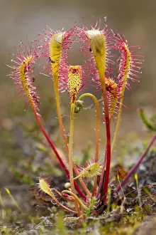 Prints of Great sundew (Drosera anglica) with insects caught on leaves, Flow country, Sutherland, Highlands, Scotland, UK, July 2020VISION Prints: Great sundew (Drosera anglica) with insects caught on leaves, Flow country, Sutherland