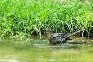 Great-tailed grackle (Quiscalus mexicanus) female, bathing in stream, Chapultepec Park, Mexico City, Mexico