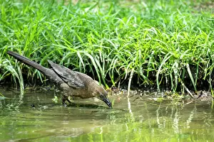 Parks Prints: Great-tailed grackle (Quiscalus mexicanus) female