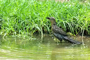 Parks Prints: Great-tailed grackle (Quiscalus mexicanus) female