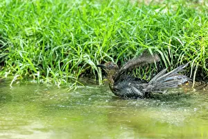 Parks Prints: Great-tailed grackle (Quiscalus mexicanus) female