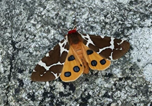 Arctiidae Gallery: Great tiger moth (Arctia caja americana) Lac-Drolet, province, Quebec, Canada November