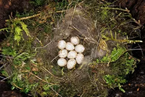 Paridae Prints: Great tit (Parus major) eggs in nest in a natural cave in spring, Bavaria, Germany. April
