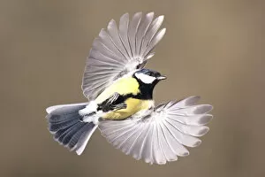 Images Dated 20th December 2007: Great Tit (Parus major) in flight. Bavaria, Germany, December